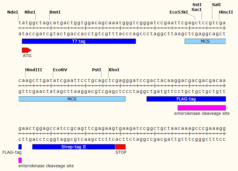 pMHE6 多克隆位点 点击看大图 pMHE6 多克隆位点